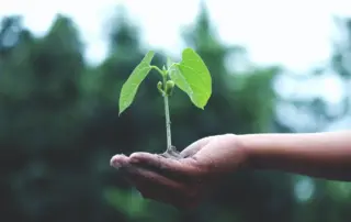 a hand with a seedling